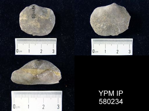 Schizophoria sp.