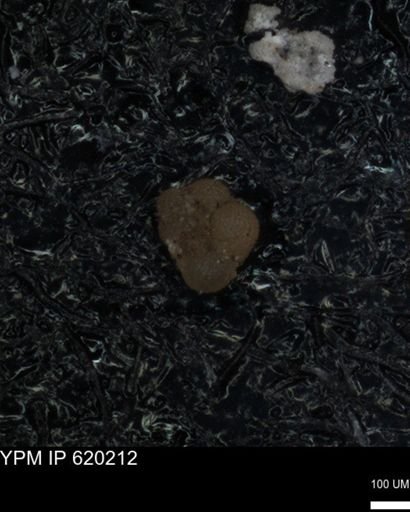 undet. Foraminiferida