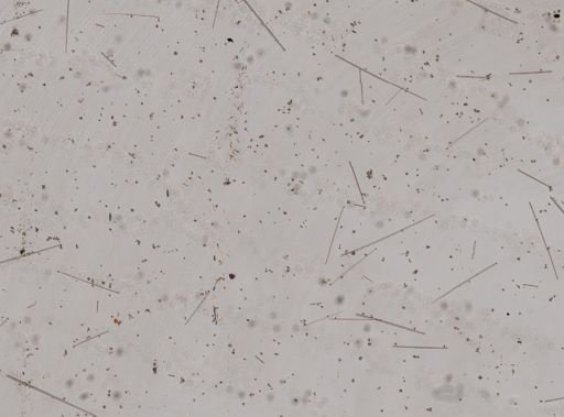 Spirastrella