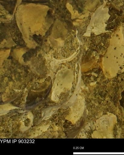 undet. Mollusca