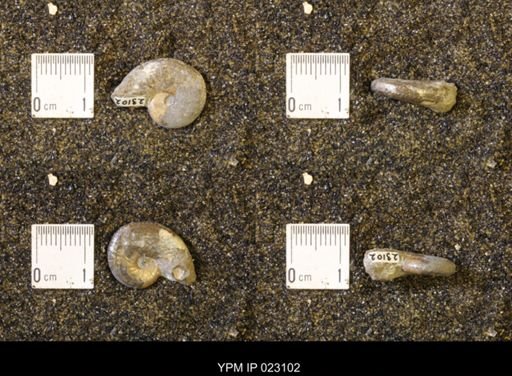 Discoscaphites rossi