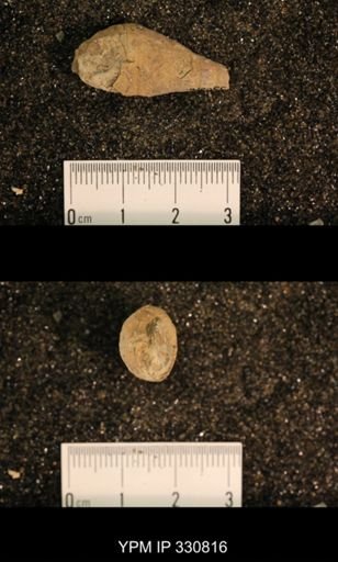 Meekospira peracuta choctawensis