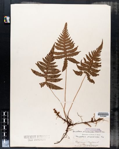 Phegopteris polypodioides