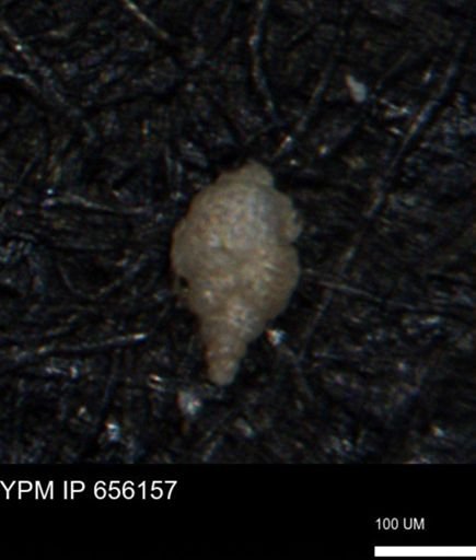 Bimonilina variana