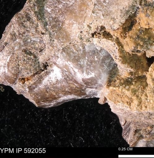 Ostrea translucida