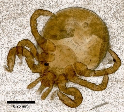 Ixodes ricinus