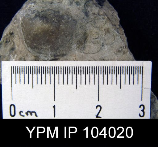 Brachyprion leda