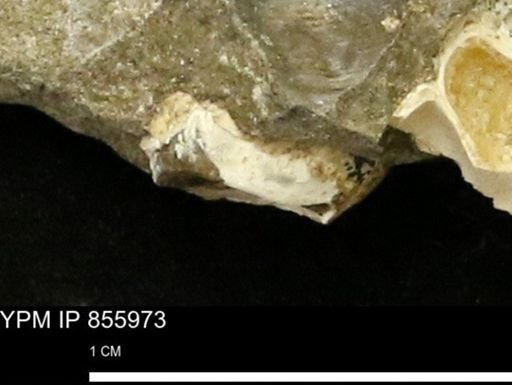 undet. Mollusca