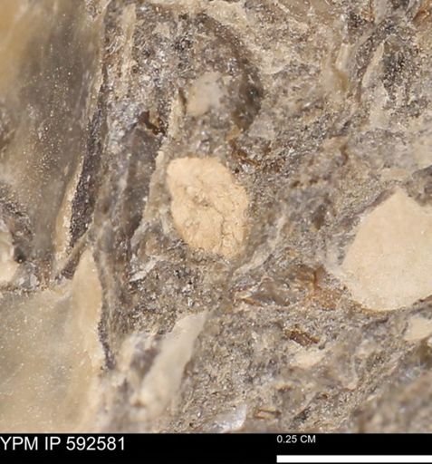undet. Mollusca