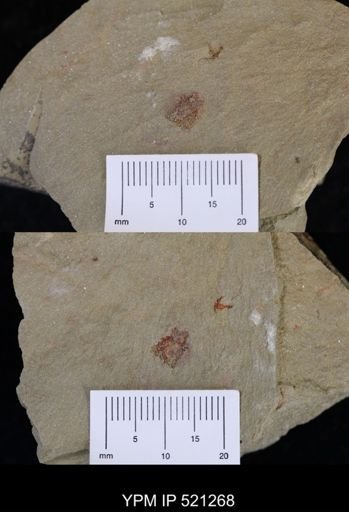 undet. Eocrinoidea