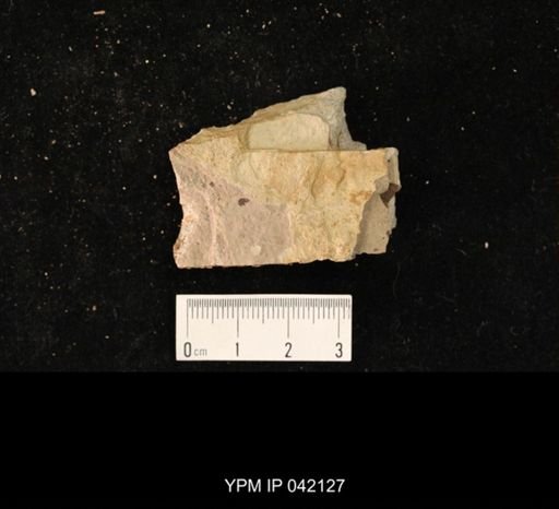 undet. Hymenoptera
