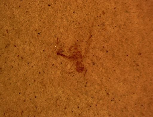 undet. Aphididae