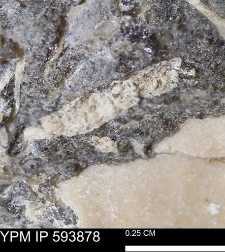 undet. Mollusca