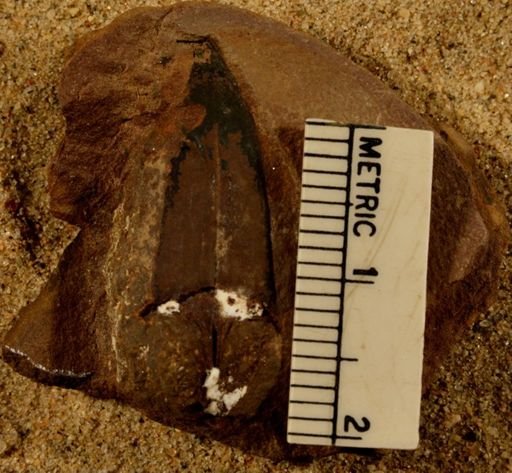 Lepidostrobus