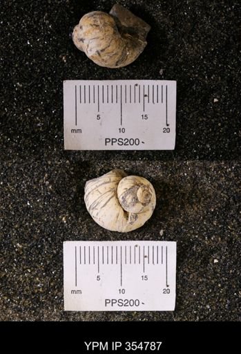 undet. Gastropoda