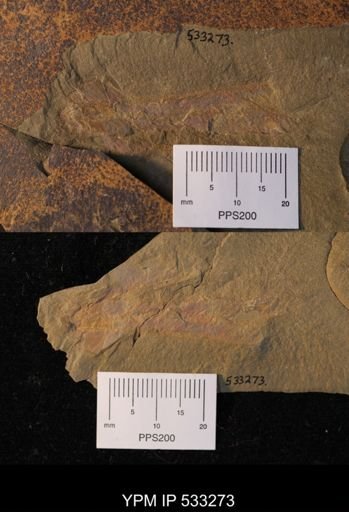 undet. Arthropoda