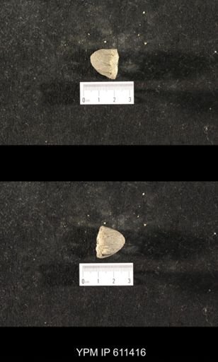 Glyptocrinus decadactylus