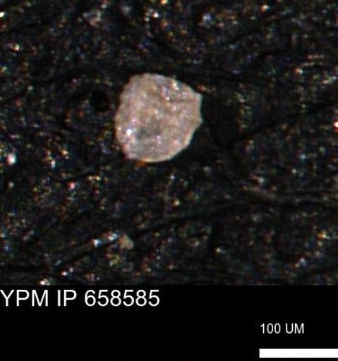 undet. Coccolthiophyceae