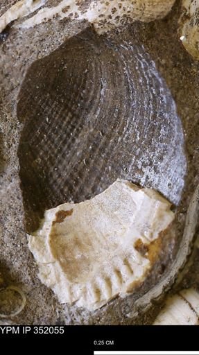 undet. Bivalvia