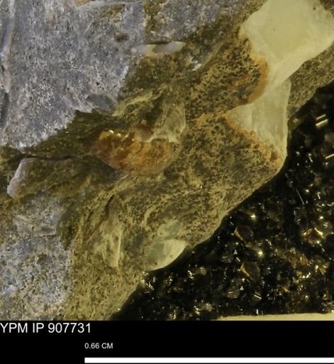 undet. Ammonoidea