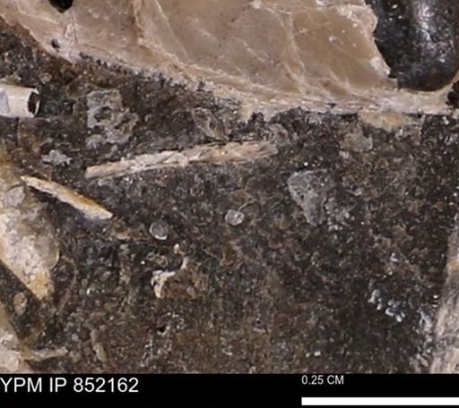 undet. Bivalvia