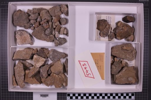 mixed taxa, stratigraphic collection
