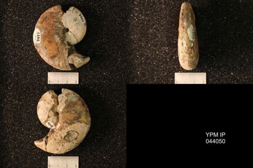 Hoploscaphites nicolletii