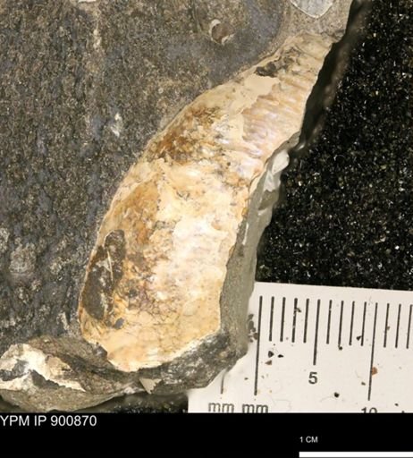 undet. Ammonoidea