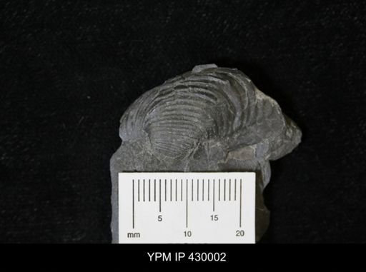 Grammysioidea arcuata