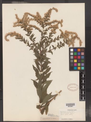 Solidago rugosa