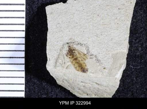 Corizus guttatus
