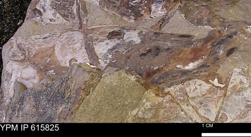 Baculites sp.