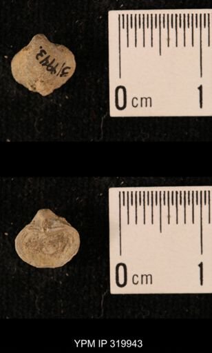 Ambocoelia planoconvexa