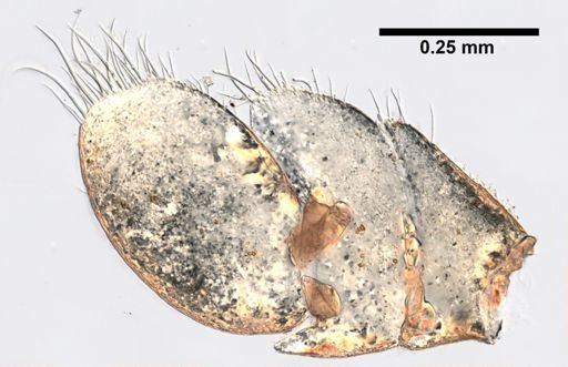 Idotea phosphorea