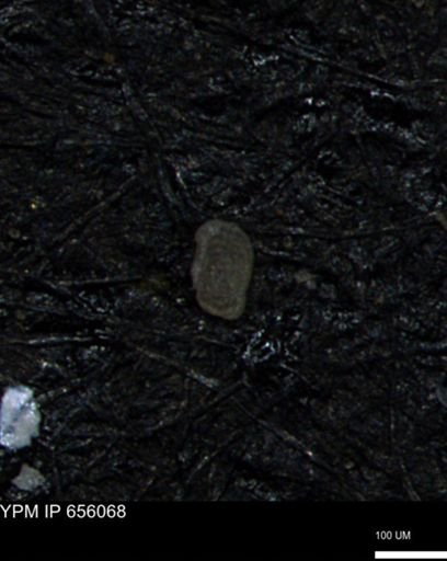 Spirolocammina subcircularis