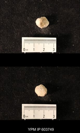 Productus sp.