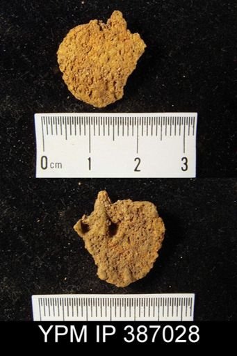 Dalmanella cf. eminens