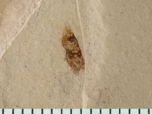undet. Auchenorrhyncha