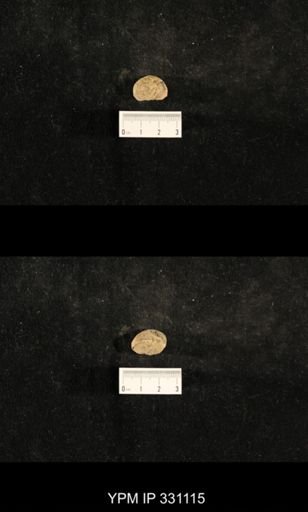 Trepospira sphaerulata