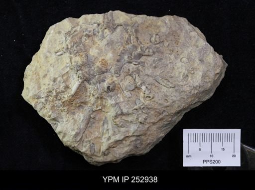 Platyceras sp.