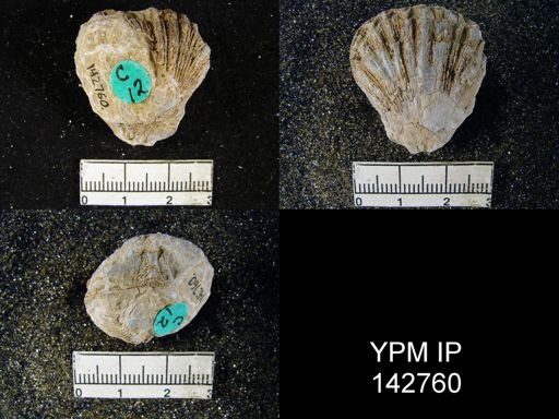 Streptorhynchus (Kiangsiella) pectiniformis