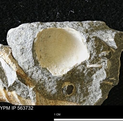 undet. Bivalvia