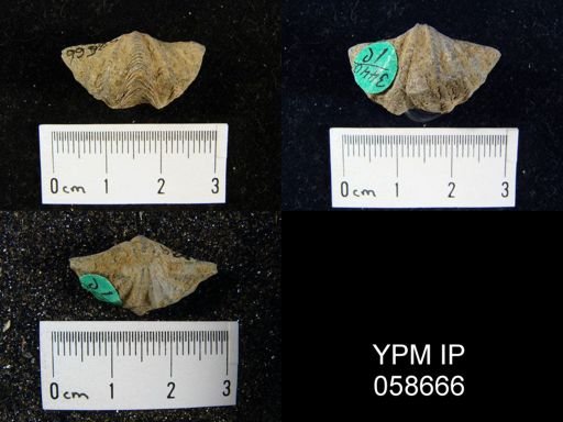 Delthyris perlamellosa