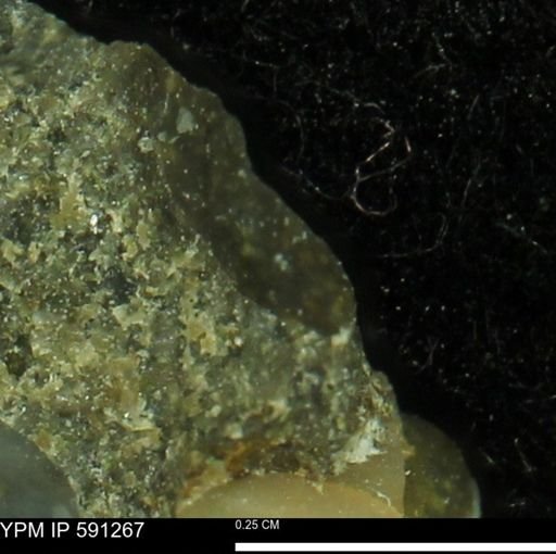 Tenuipteria fibrosa