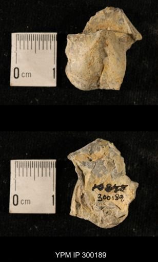 Chonetes subliratus