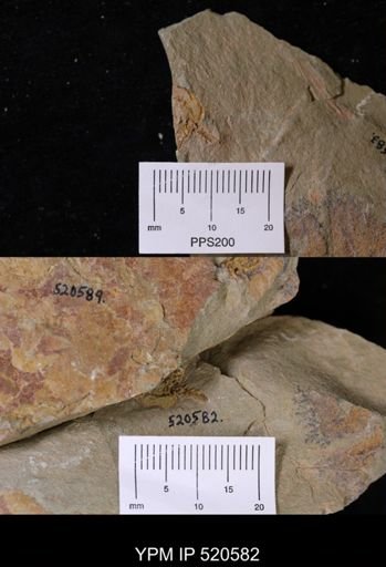 Chauvelicystis sp.