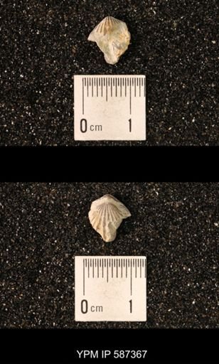 Camarotoechia whitei