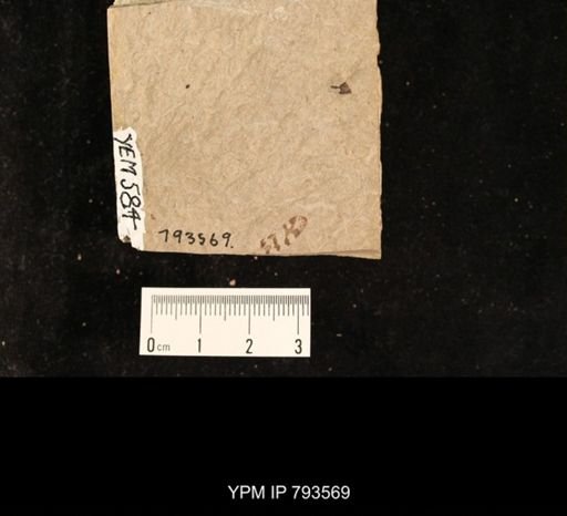 undet. Fulgoridae