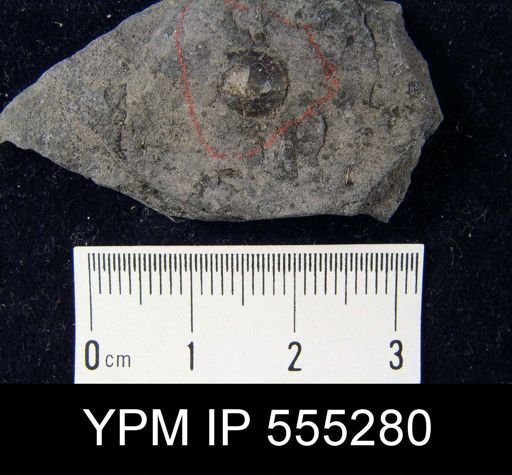 Orbiculoidea missouriensis