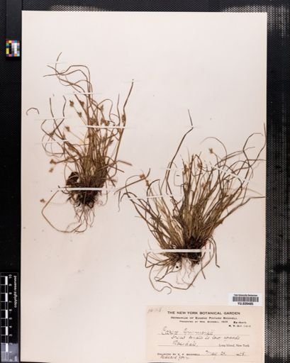 Carex emmonsii